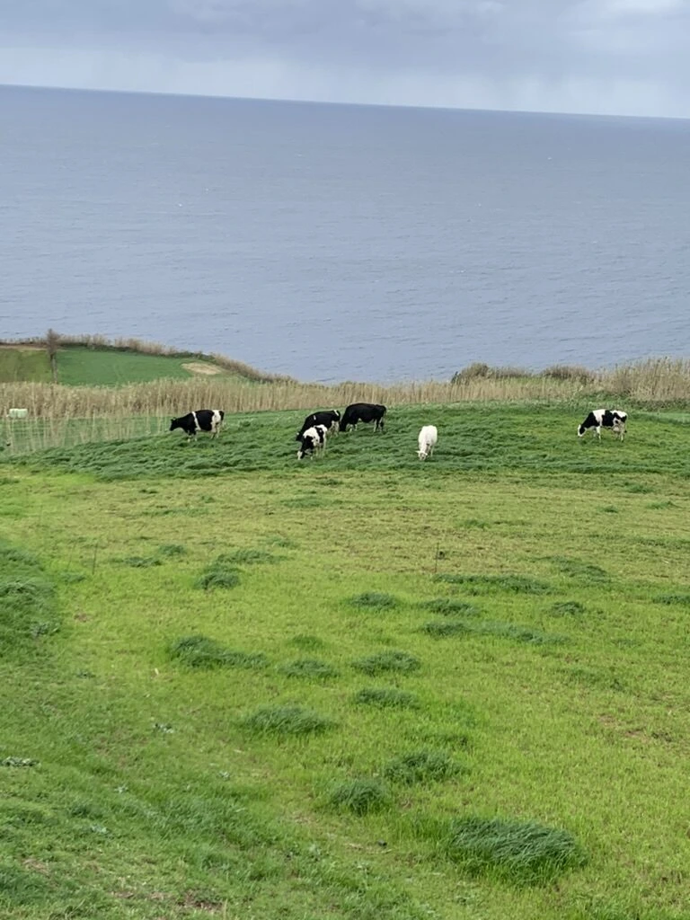 サンミゲル島の、海を背にした牧草地で草を食べる牛