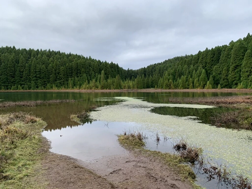 森に囲まれたカナリオ湖。水面に水草