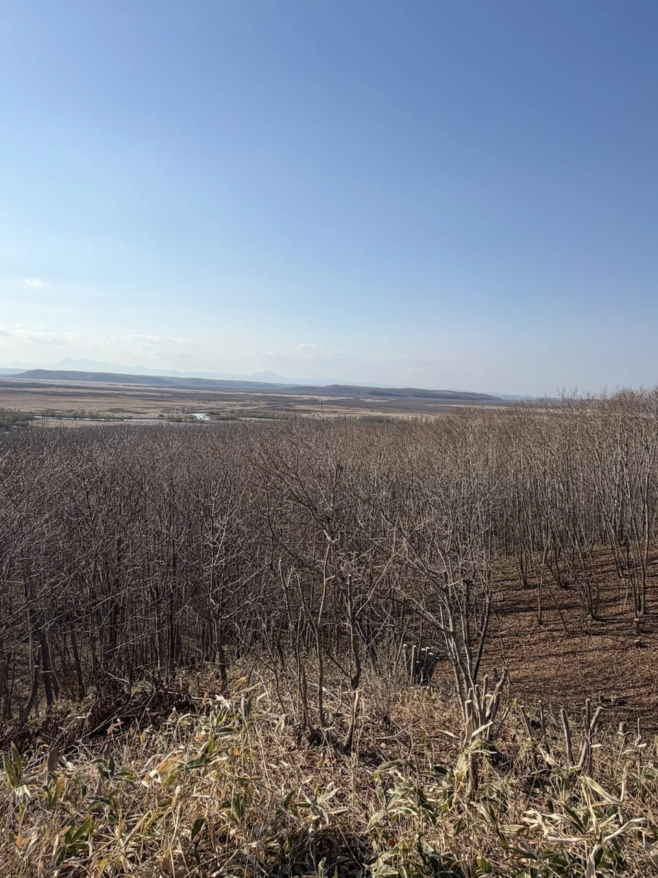 細岡展望台の手前の木々と、遠くまで続く釧路湿原
