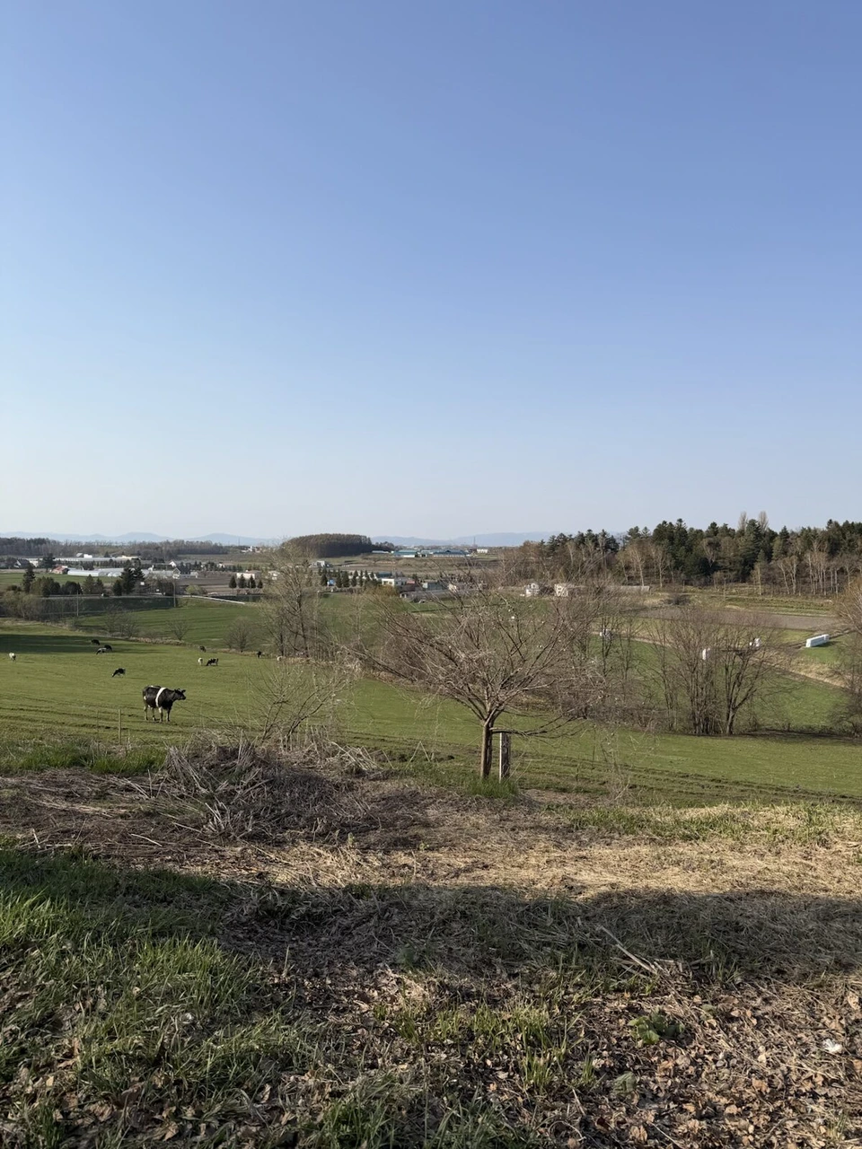 旭川空港近くの丘から見た牧草地と牛、遠くの林