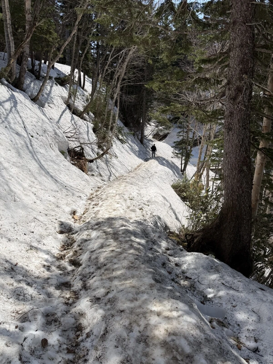 吹上露天の湯へ向かう、針葉樹の森の踏み固められた雪の小道