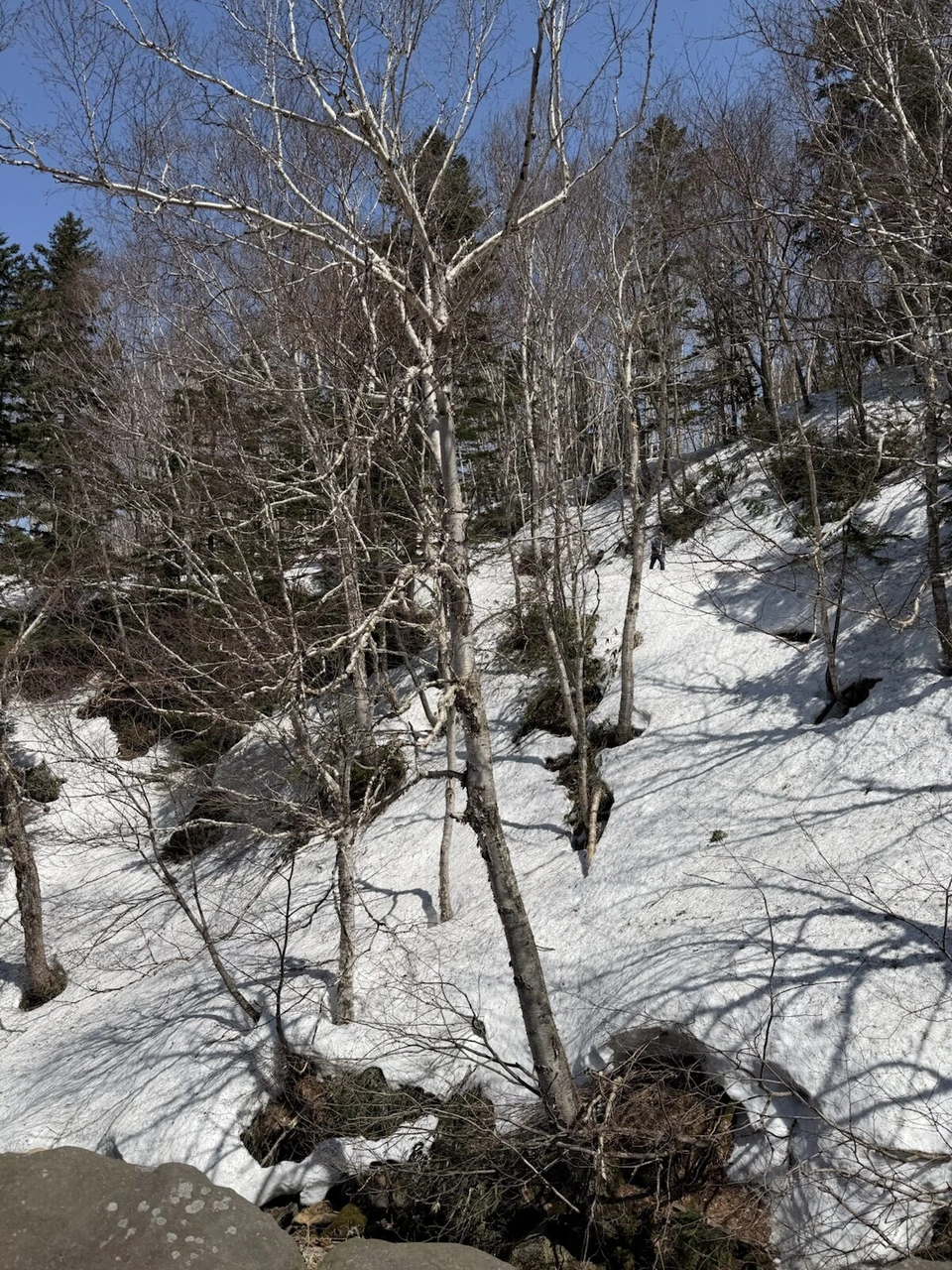 上富良野・吹上温泉の白樺の木々と、木の影が落ちる雪の斜面
