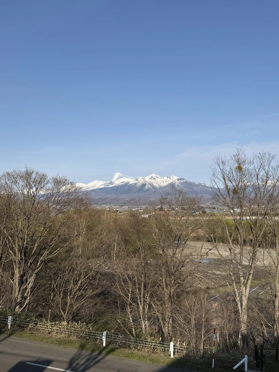枯れ木の林の向こうに富良野の街と、真っ白な十勝岳連峰