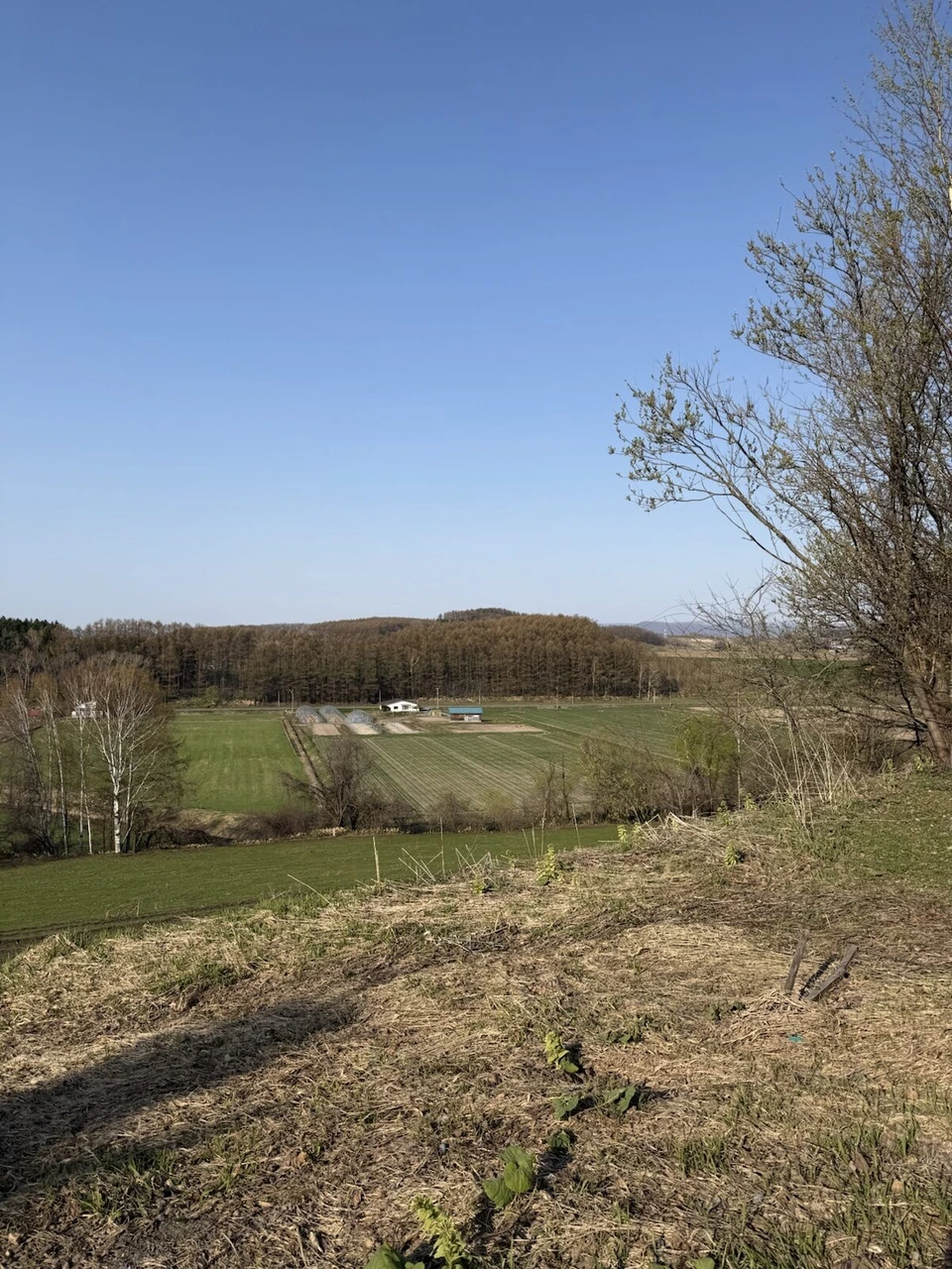 旭川空港近くの丘から見下ろした畑と防風林