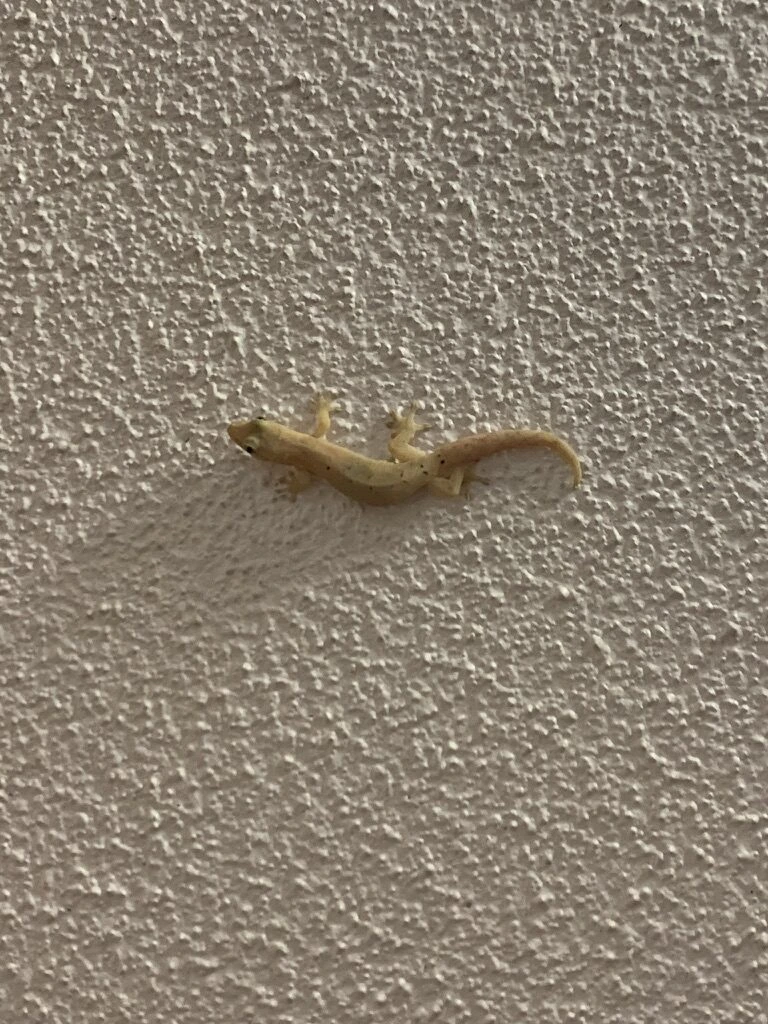 タモンの夜道で白い壁に張りつく小さなヤモリ