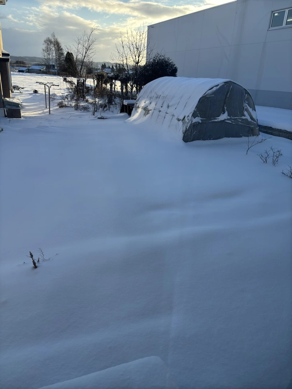 千歳近くの晴れた朝の雪景色。雪をかぶったビニールハウスと、なめらかに積もった雪