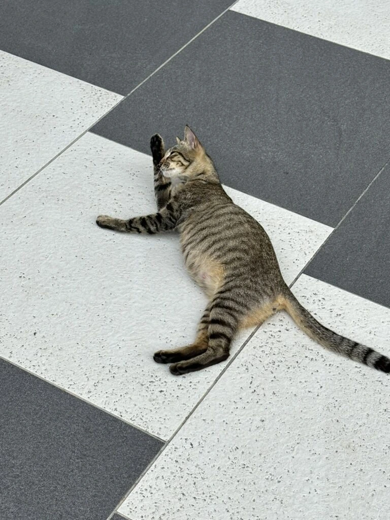 オリエンタル・ビレッジの白黒のタイルの床で寝転ぶ猫