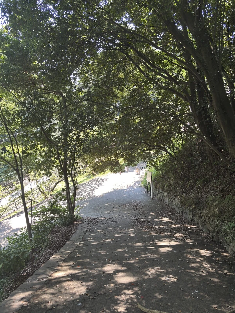 木々に覆われた松山城の登城道。木漏れ日が差す舗装された坂道