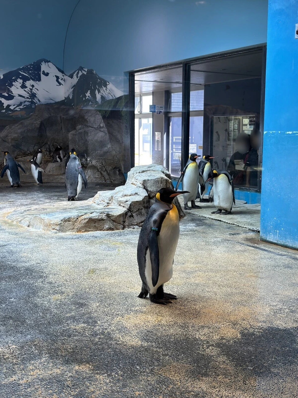 長崎ペンギン水族館の、雪山の絵の前に立つキングペンギン