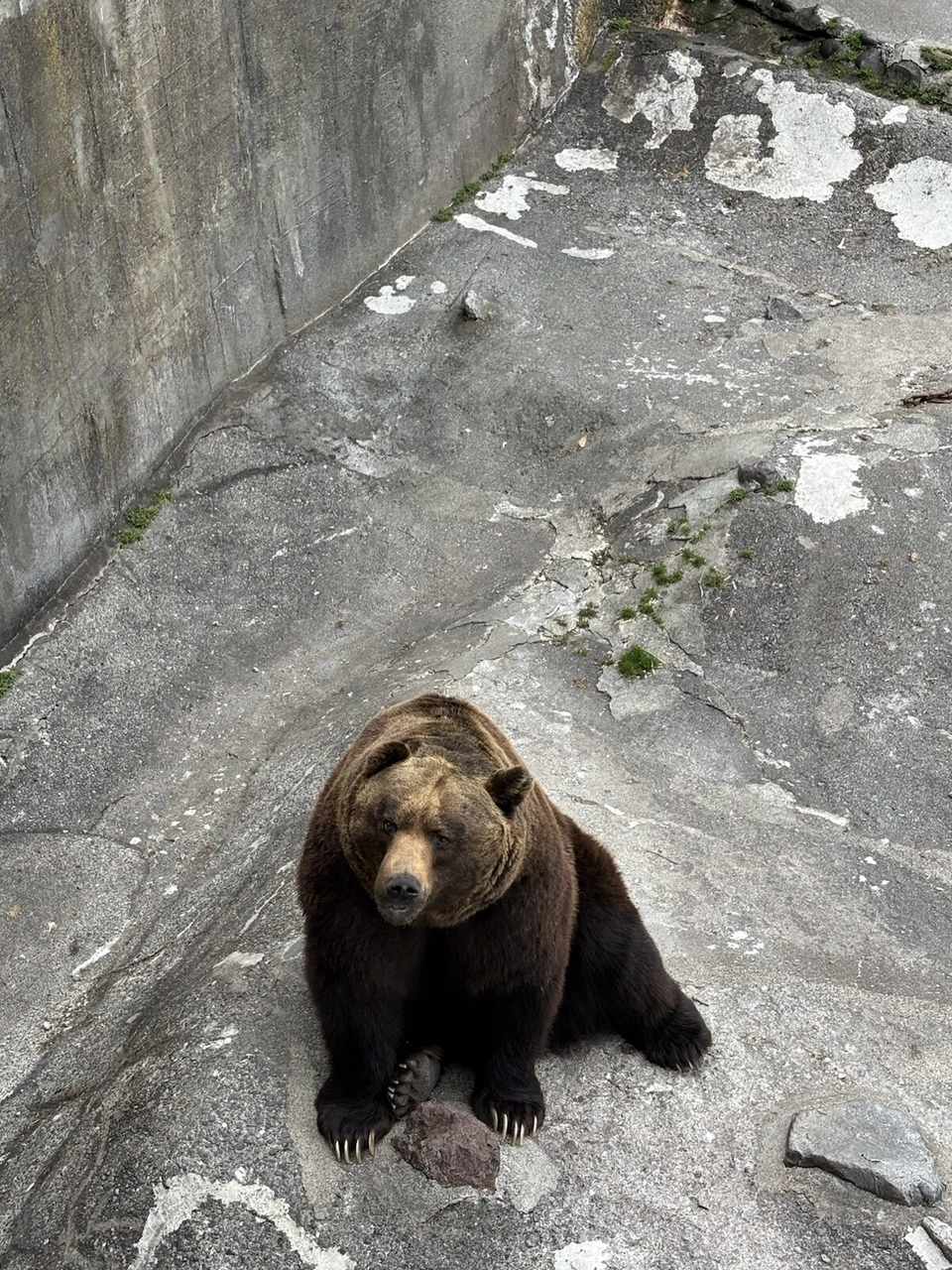 のぼりべつクマ牧場の岩場に座ってこちらを見上げるヒグマ
