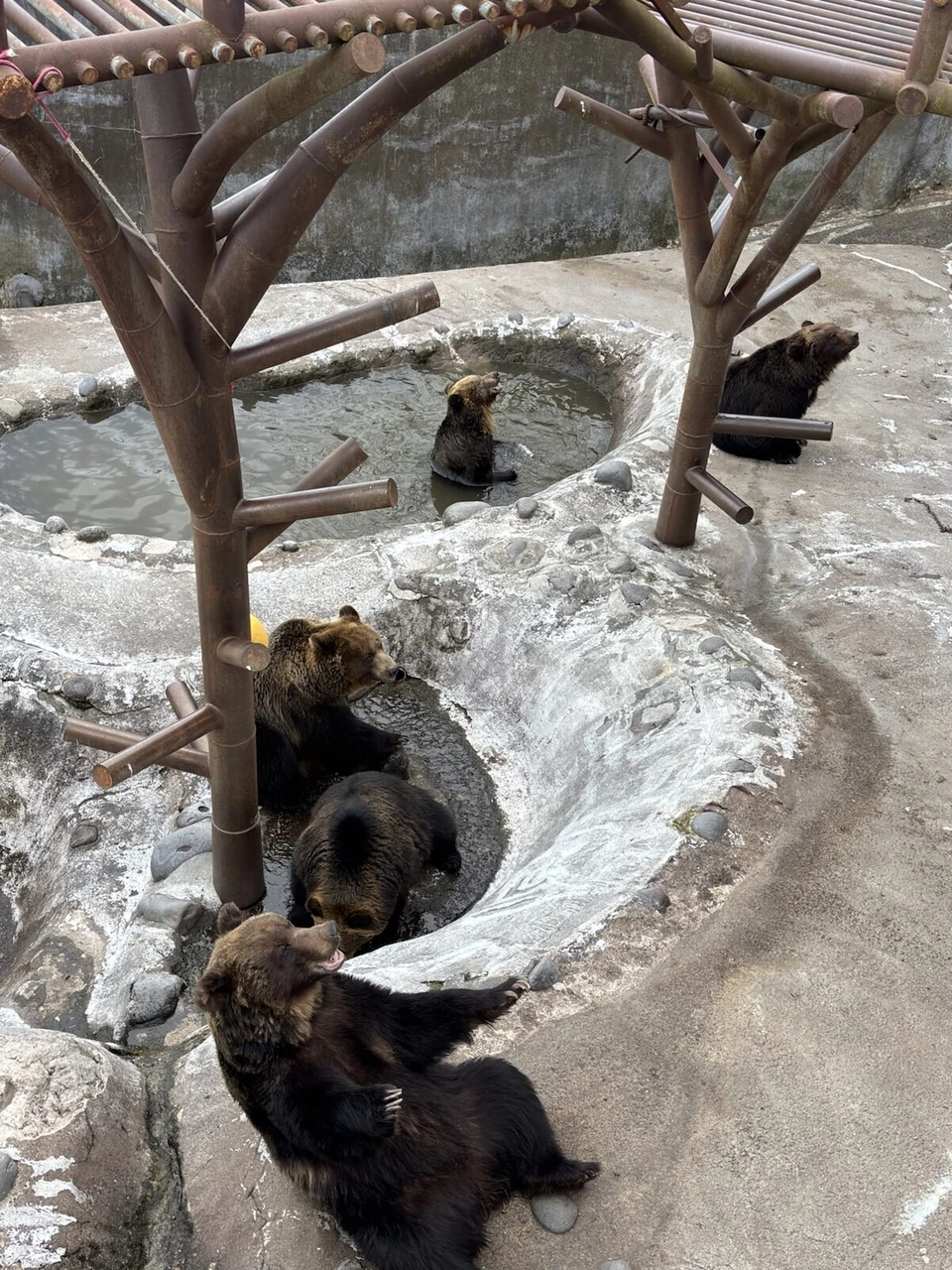 池のある牧場に集まるヒグマ。水に入っている1頭と、木の柱の周りに数頭