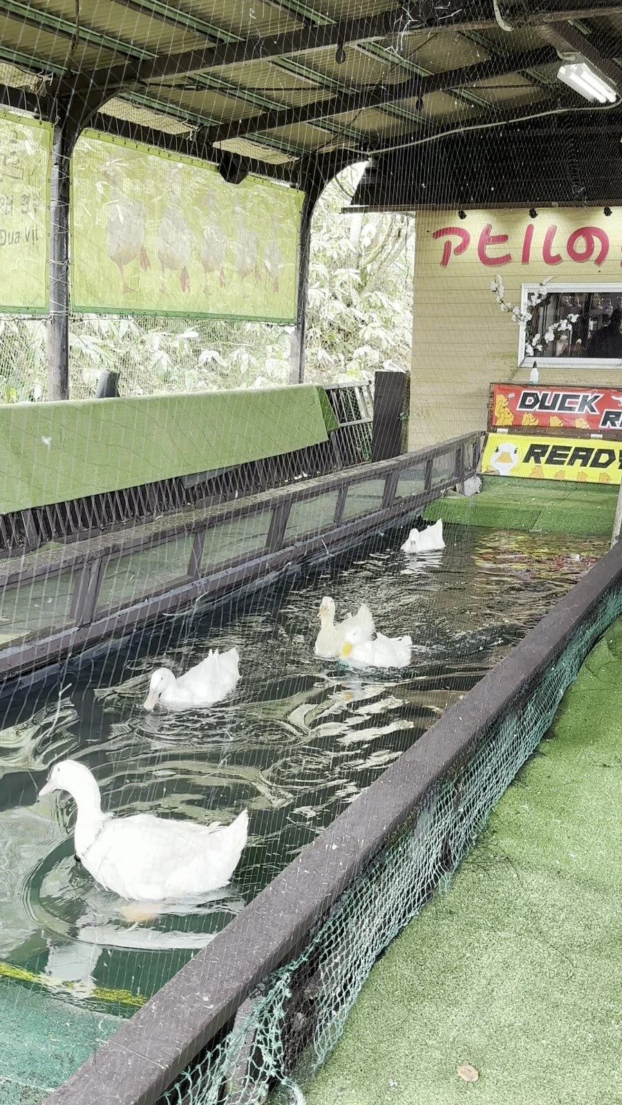のぼりべつクマ牧場で、DUCK RACEの看板がある細長い水路を泳ぐ白いアヒル