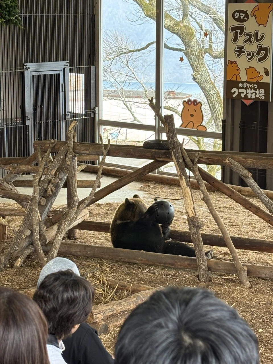 屋内の「クマアスレチック」でボールで遊ぶクマと、見ている人の後ろ姿