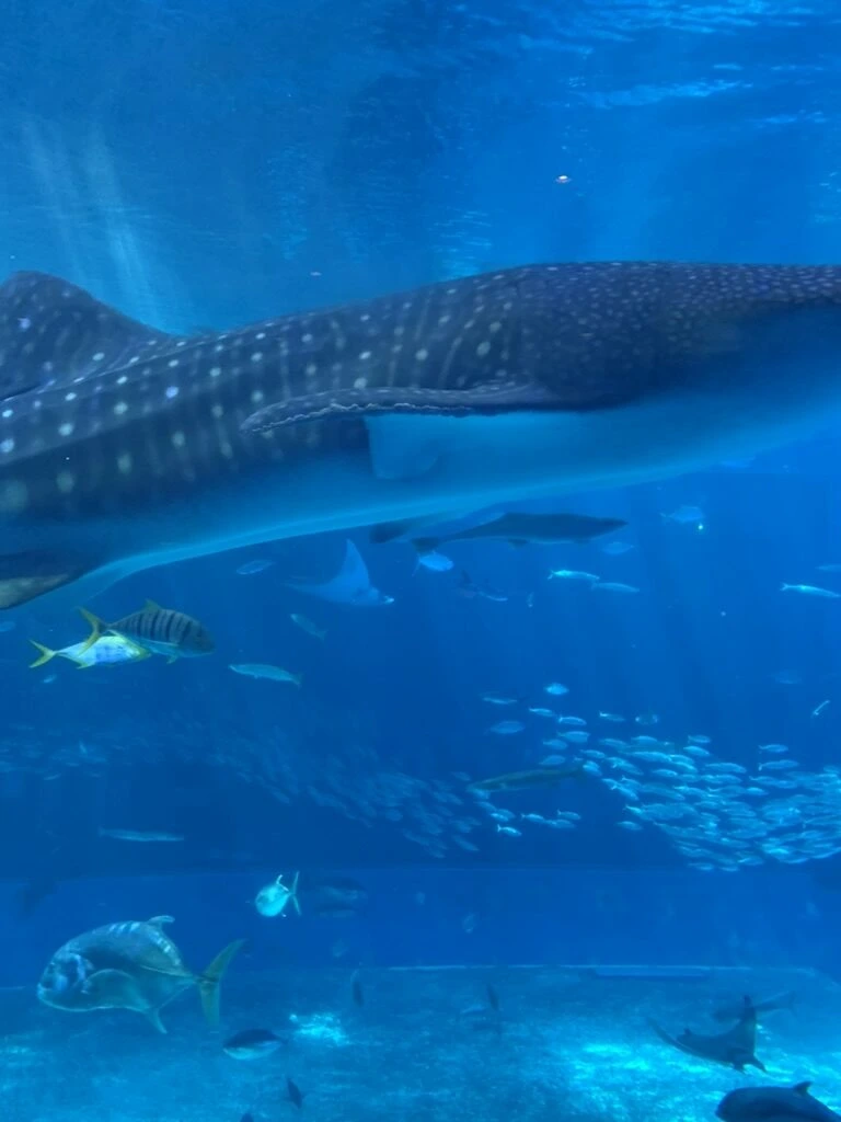 美ら海水族館「黒潮の海」を泳ぐジンベエザメと魚の群れ
