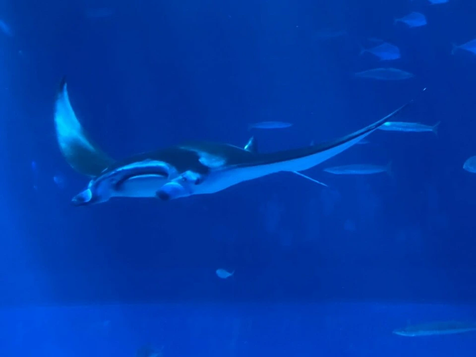 美ら海水族館「黒潮の海」を泳ぐマンタ