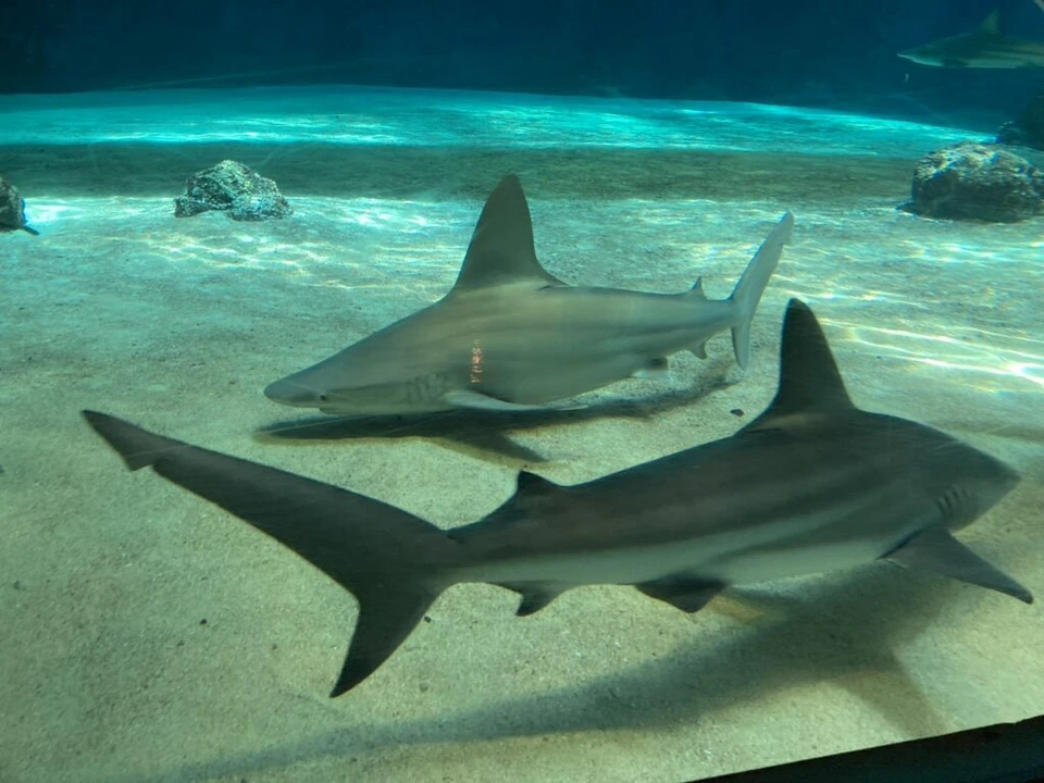 美ら海水族館の砂底の上を泳ぐ2匹のサメ