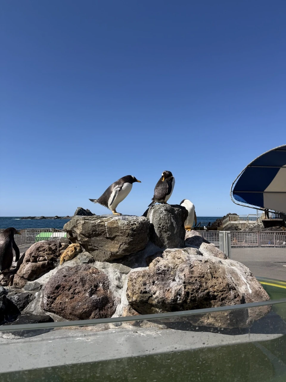 おたる水族館の屋外の岩の上に立つ2羽のペンギン