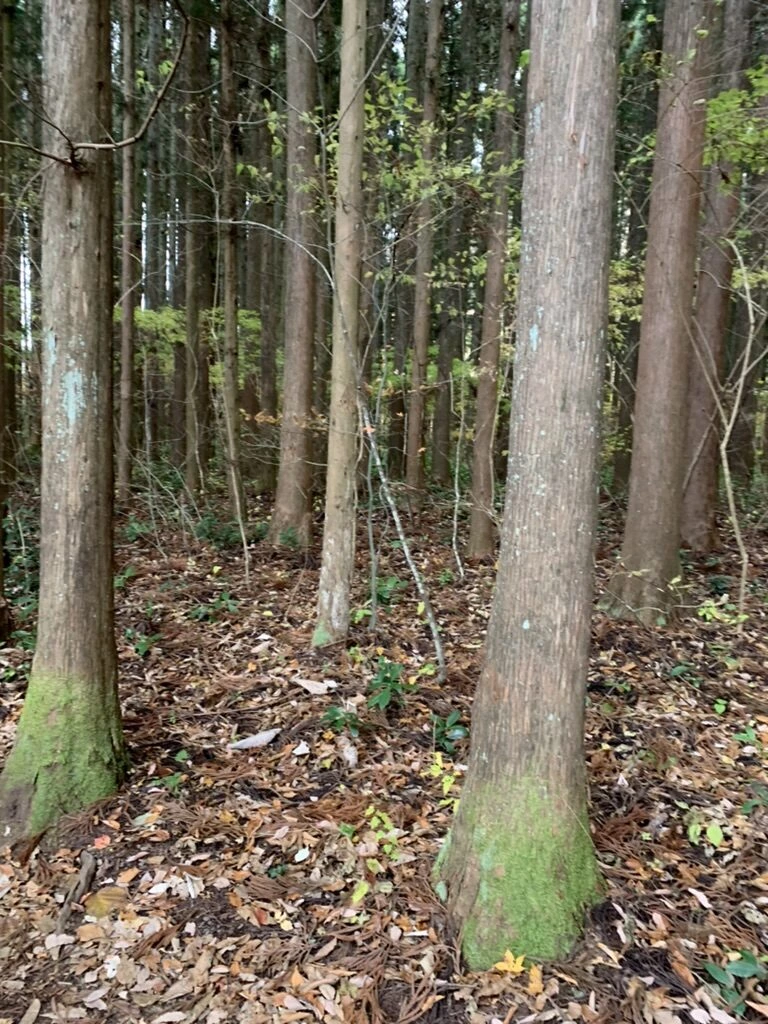 秋保大滝の滝見台から続く杉林の遊歩道と落ち葉